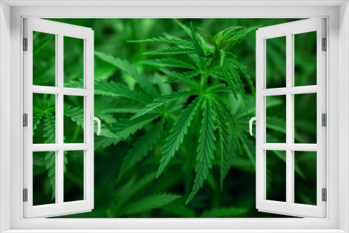 Fototapeta Naklejka Na Ścianę Okno 3D -  marijuana  background. bush cannabis.