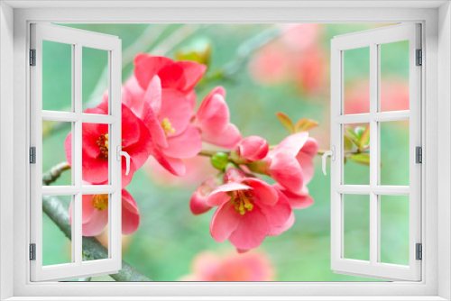 Fototapeta Naklejka Na Ścianę Okno 3D - Spring blossoms.