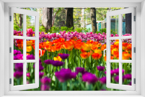 Fototapeta Naklejka Na Ścianę Okno 3D - Field of tulips