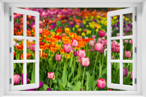 Fototapeta Naklejka Na Ścianę Okno 3D - Field of tulips