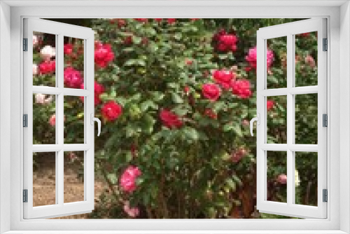 Fototapeta Naklejka Na Ścianę Okno 3D - passion rosiers
