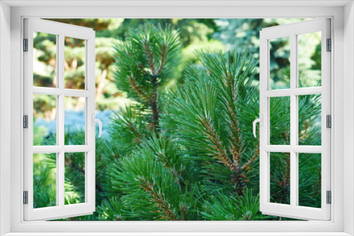 Fototapeta Naklejka Na Ścianę Okno 3D - Christmas Fir Tree/Christmas Fir Tree