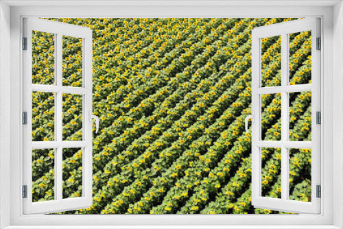 Fototapeta Naklejka Na Ścianę Okno 3D - Sunflowers field texture, aerial