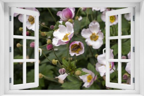 Fototapeta Naklejka Na Ścianę Okno 3D - Blossoming pink anemone hupehensis flowers with siting bee