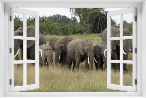 Fototapeta Naklejka Na Ścianę Okno 3D - elephants of kenya