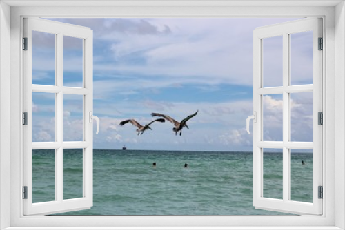 Fototapeta Naklejka Na Ścianę Okno 3D - Pelikany