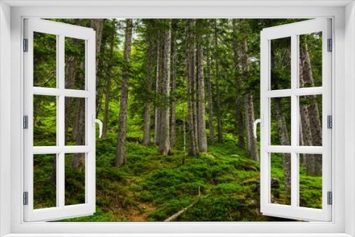 Fototapeta Naklejka Na Ścianę Okno 3D - Forest in Switzerland