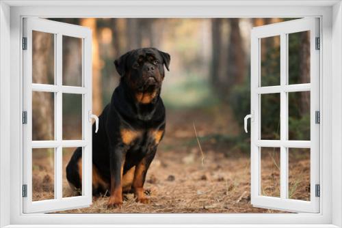 Fototapeta Naklejka Na Ścianę Okno 3D - dog of the Rottweiler breed on a walk