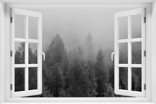 Fototapeta Naklejka Na Ścianę Okno 3D - Monochrome gloomy foggy pine wood forest.