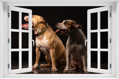 Fototapeta Naklejka Na Ścianę Okno 3D - Two American Staffordshire Terrier Dogs Sitting together and touching paws on Isolated Black Background
