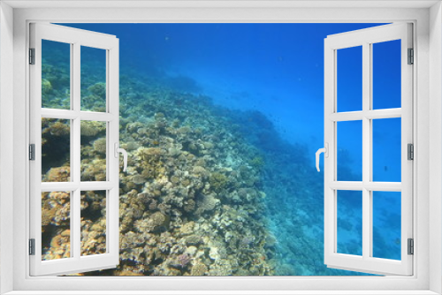 Fototapeta Naklejka Na Ścianę Okno 3D - Rafa koralowa