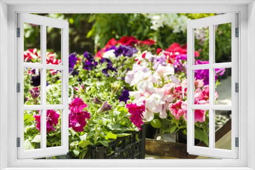 Fototapeta Naklejka Na Ścianę Okno 3D - colorful beautiful flowers in tubs in the greenhouse
