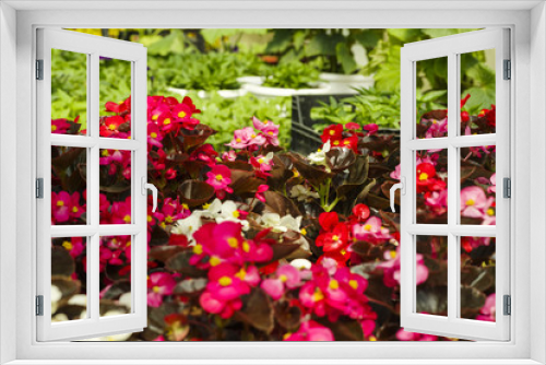 Fototapeta Naklejka Na Ścianę Okno 3D - bright colorful flowers in the greenhouse next to other greenery