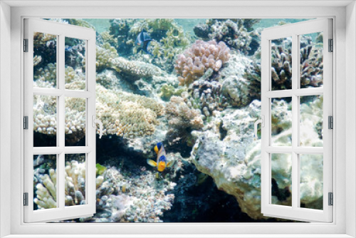 Fototapeta Naklejka Na Ścianę Okno 3D - underwater landscape