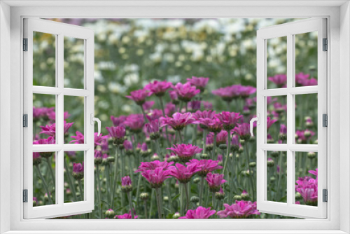 Fototapeta Naklejka Na Ścianę Okno 3D - Pink Chrysanthemum in the garden are beautiful.