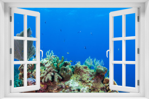 Fototapeta Naklejka Na Ścianę Okno 3D - A coral seascape. This beautiful scene is part of an underwater reef in the tropical Caribbean sea. This coral is home to an abundance of marine life