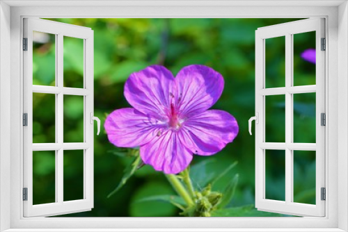 Fototapeta Naklejka Na Ścianę Okno 3D - purple wildflower