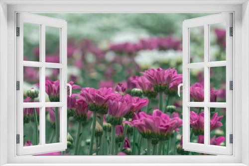 Fototapeta Naklejka Na Ścianę Okno 3D - Colorful Chrysanthemum flower.Sometimes called mums or chrysanths.(Dendranthemum grandifflora)