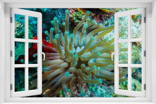 Fototapeta Naklejka Na Ścianę Okno 3D - A sea anemone. This stunning creature lives on tropical reefs and this one in particular was shot off Grand Cayman 
