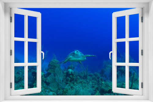 Fototapeta Naklejka Na Ścianę Okno 3D - A hawksbill turtle set against the background of a tropical coral reef. The photo was taken in Grand Cayman in the Caribbean
