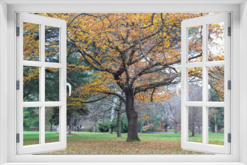Fototapeta Naklejka Na Ścianę Okno 3D - trees in a park in autumn fall