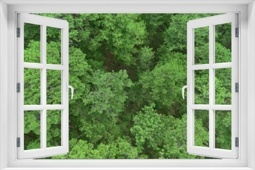 Fototapeta Naklejka Na Ścianę Okno 3D - Top view Nature Pine Forest. Aerial view. From above.