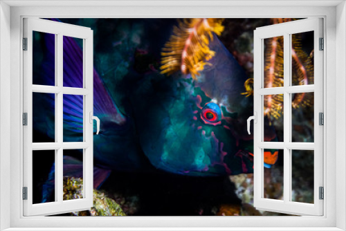 Fototapeta Naklejka Na Ścianę Okno 3D - Red sea parrot fish