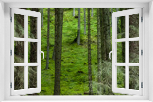 Fototapeta Naklejka Na Ścianę Okno 3D - Green and lush view with firs and ferns near Water of Nevis and Steall Falls from a walk from Polldubh and Achriabhach in the foot hills of Ben Nevis, Highlands, Scotland