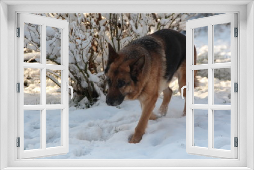 Fototapeta Naklejka Na Ścianę Okno 3D - Bonny in Snow