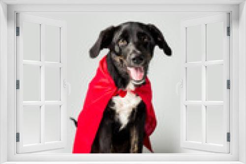 Fototapeta Naklejka Na Ścianę Okno 3D - Dog in a Red Cape