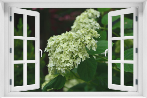 Fototapeta Naklejka Na Ścianę Okno 3D - Flower white Hortensia on a blurred background