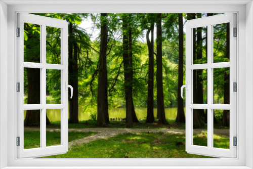 Fototapeta Naklejka Na Ścianę Okno 3D - Tree trunks