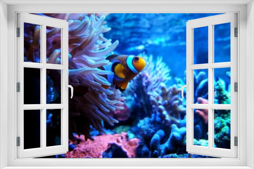 Fototapeta Naklejka Na Ścianę Okno 3D - Clown anemone fish in magnifica anemone