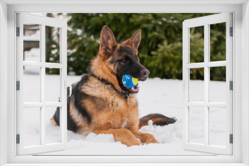 Fototapeta Naklejka Na Ścianę Okno 3D - A german shepherd puppy dog playing with a ball at winter