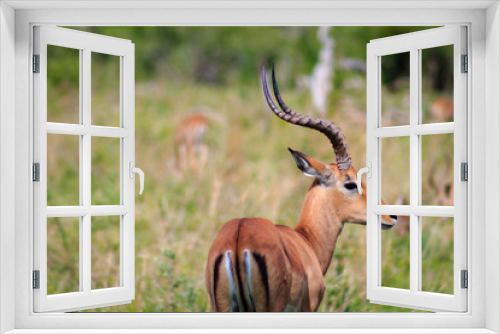 Fototapeta Naklejka Na Ścianę Okno 3D - Antelope