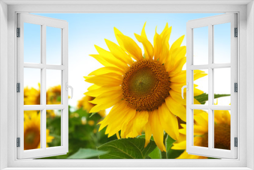 Fototapeta Naklejka Na Ścianę Okno 3D - Yellow sunflower in summer field, closeup