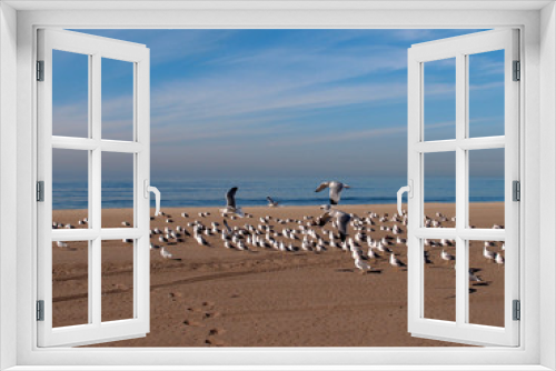 Fototapeta Naklejka Na Ścianę Okno 3D - Flock of Western sea gulls rest on the beach with a couple of them flying in the air