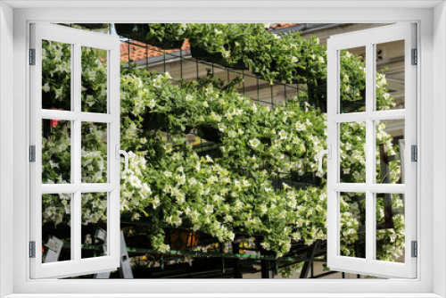Fototapeta Naklejka Na Ścianę Okno 3D - Ampelian petunia for decoration of balconies and terraces
