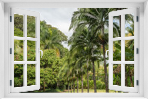 Fototapeta Naklejka Na Ścianę Okno 3D - Tropical hawaiian jungle with palm trees