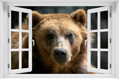 Fototapeta Naklejka Na Ścianę Okno 3D - Portrait of brown bear (Ursus arctos beringianus). Kamchatka brown bear.