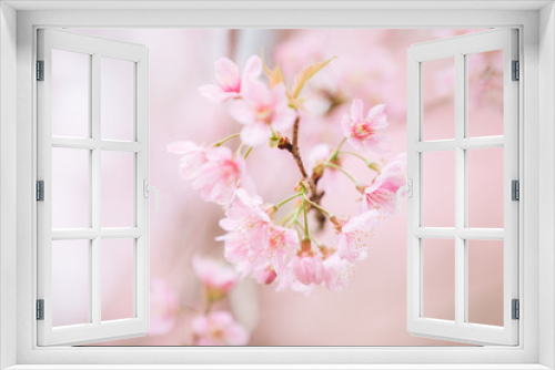 Fototapeta Naklejka Na Ścianę Okno 3D - Cherry blossom flowers , sakura flowers in pink background vintage style