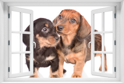 Fototapeta Naklejka Na Ścianę Okno 3D - Two playful Dachshund puppies. isolated on white background
