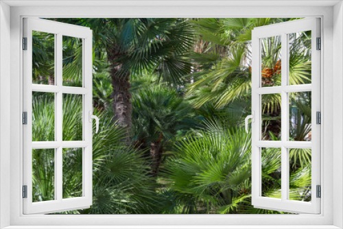 Fototapeta Naklejka Na Ścianę Okno 3D - Brightly green palm branch close-up