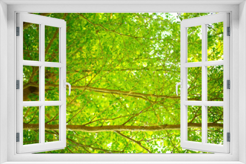 Fototapeta Naklejka Na Ścianę Okno 3D - Tree foliage in the tropics