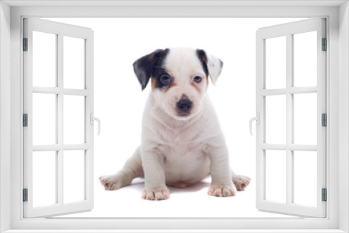 Fototapeta Naklejka Na Ścianę Okno 3D - jack russel terrier puppy