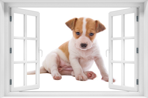 Fototapeta Naklejka Na Ścianę Okno 3D - jack russel terrier puppy