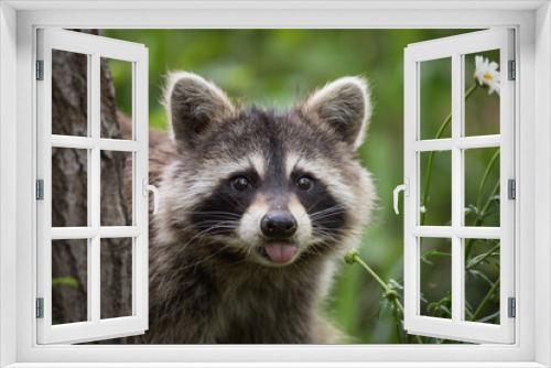 Fototapeta Naklejka Na Ścianę Okno 3D - Raccoon in backyard