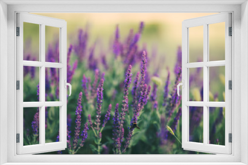 Fototapeta Naklejka Na Ścianę Okno 3D - Salvia flowers closeup soft.
