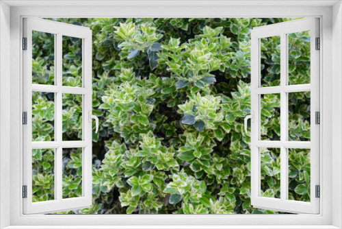Fototapeta Naklejka Na Ścianę Okno 3D - Green and white cultivated boxwood buxus sempervirens bush leaves close up