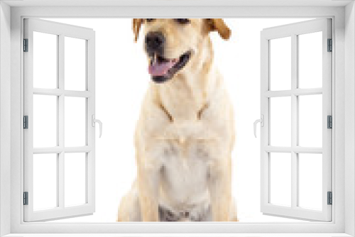 Fototapeta Naklejka Na Ścianę Okno 3D - panting golden retriever dog